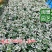 雪花木白雪木白雪公主高15–30厘米福建漳州苗木基地