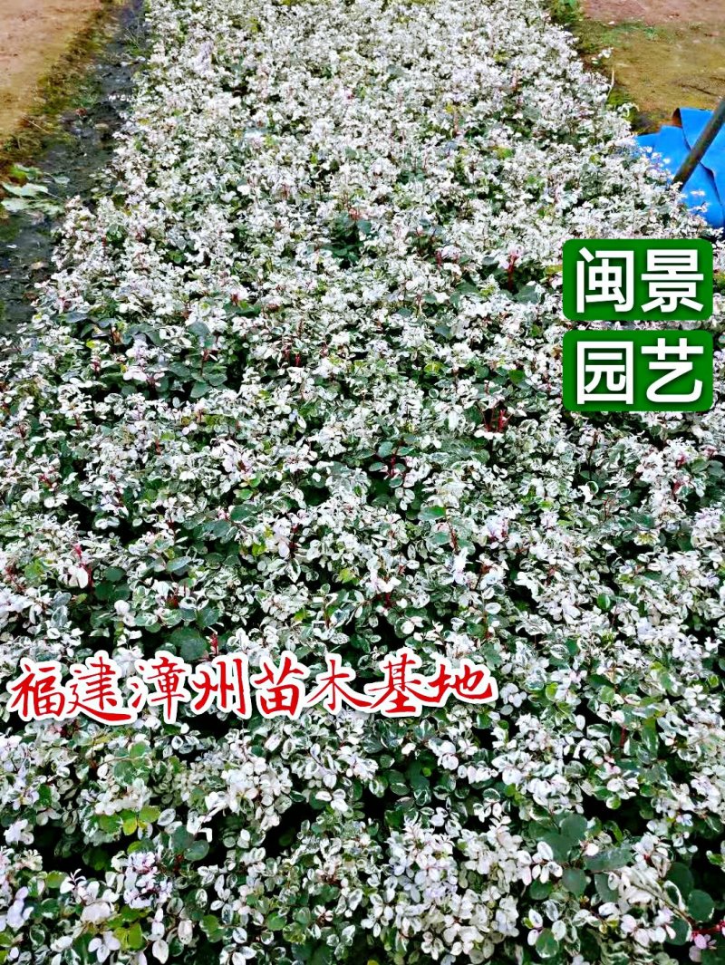 雪花木白雪木白雪公主高15–30厘米福建漳州苗木基地