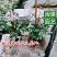 雪花木白雪木白雪公主高15–30厘米福建漳州苗木基地