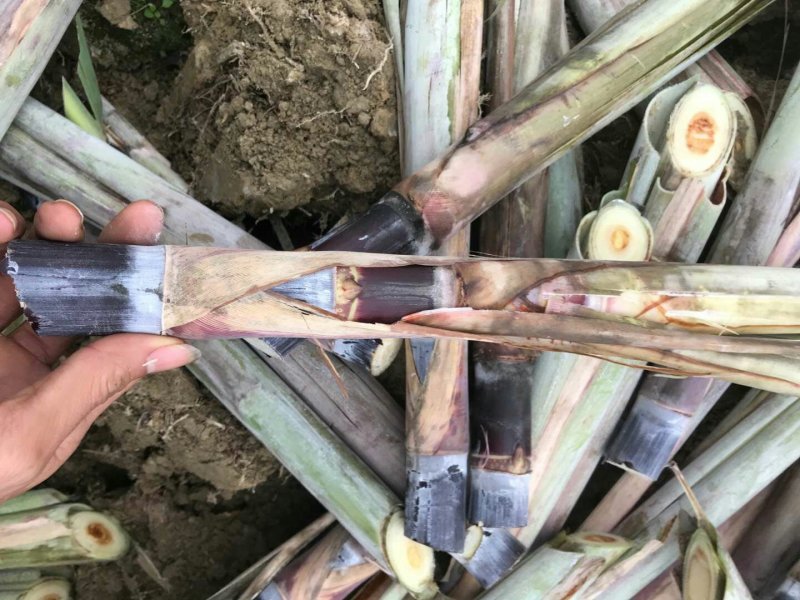 广西博白黑皮甘蔗种苗大量有货量大从优欢迎来电咨询