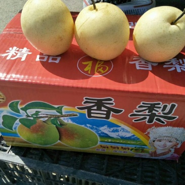 黄冠梨