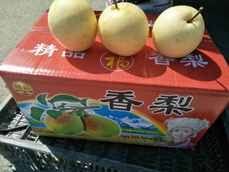 黄冠梨