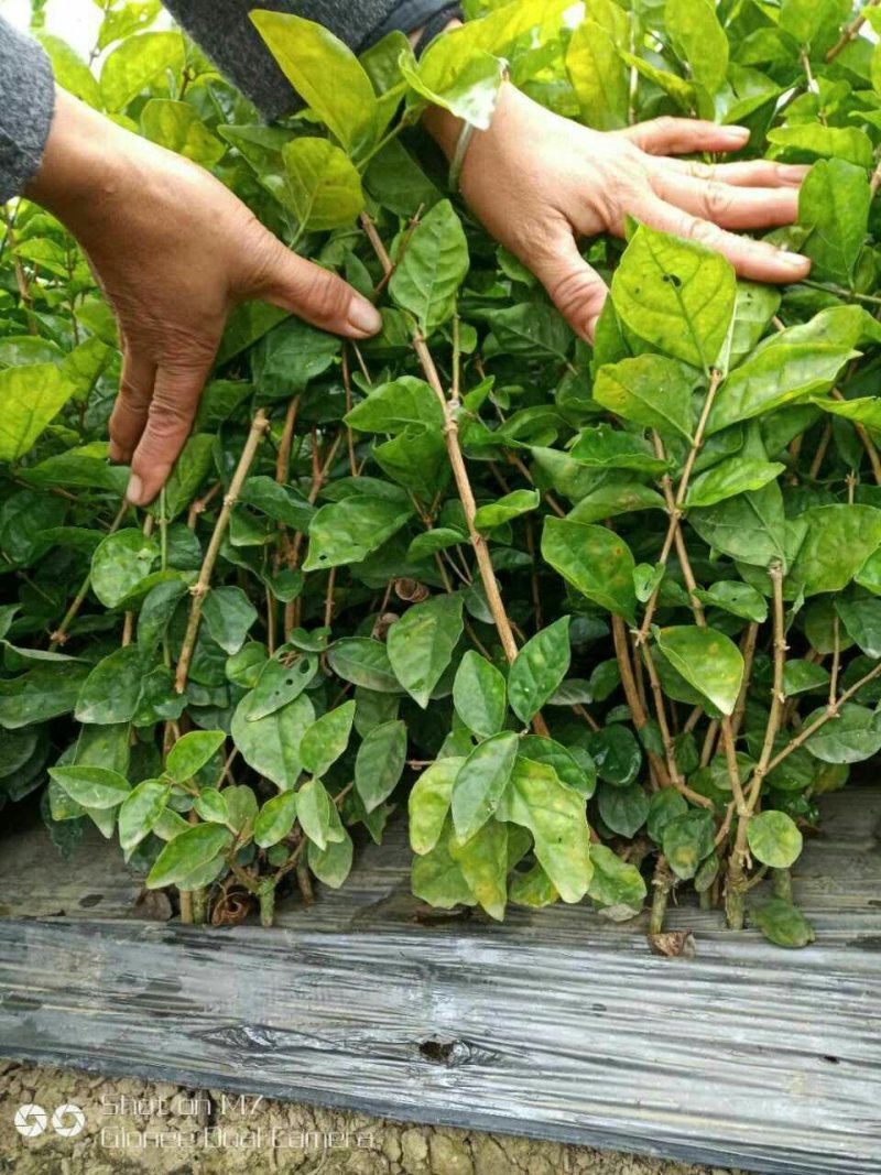 茉莉窝苗春季半成品苗广西横县茉莉基地直批质优价美