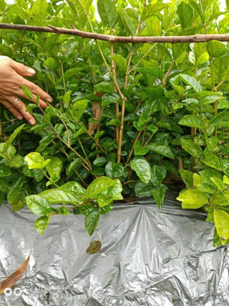 茉莉窝苗春季半成品苗广西横县茉莉基地直批质优价美