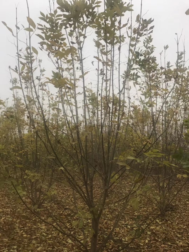 【热卖中】丛生白蜡3～8米规格齐全专业起树团队