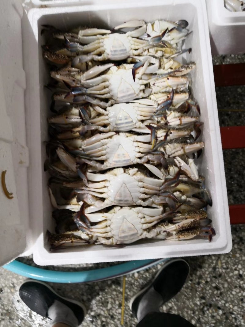 梭子蟹二母梭子蟹冻蟹
