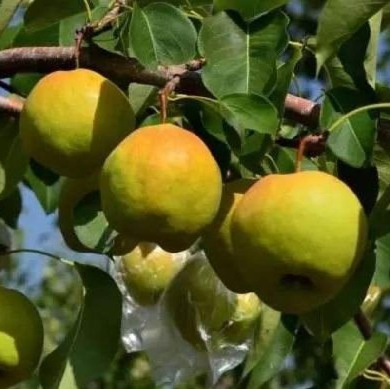 日本巨梨【大梨香甜品种，原种从日本引进栽培】