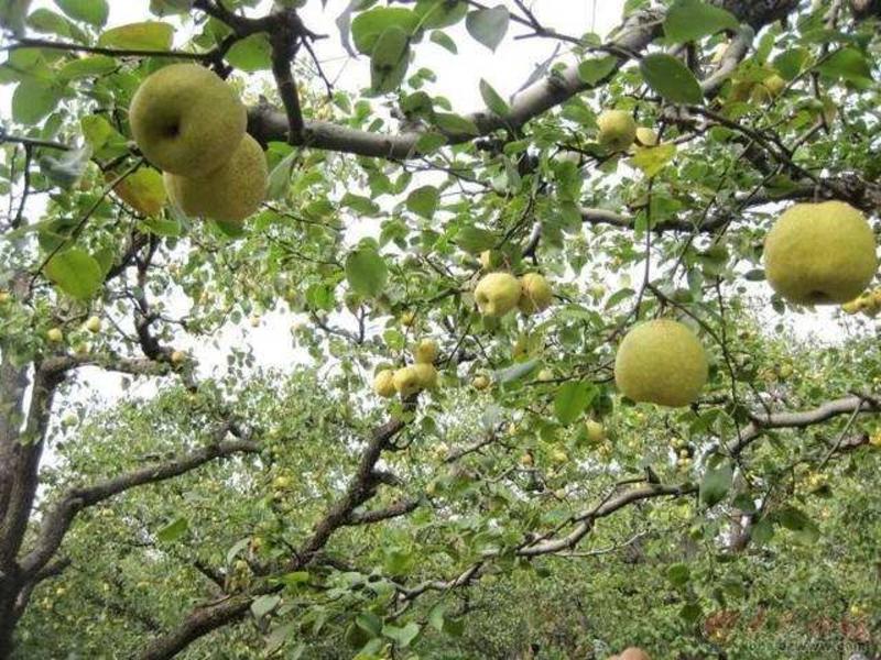 日本巨梨【大梨香甜品种，原种从日本引进栽培】