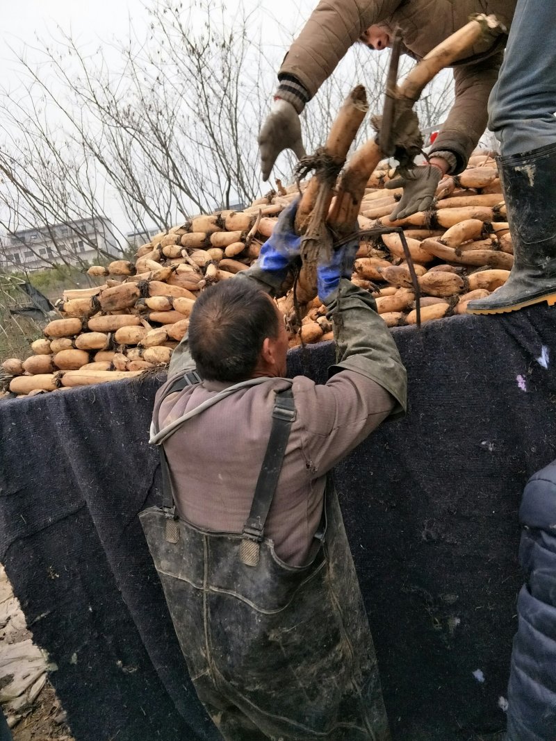南斯拉夫连藕100亩，己大量上市需要老板抓紧联系。
