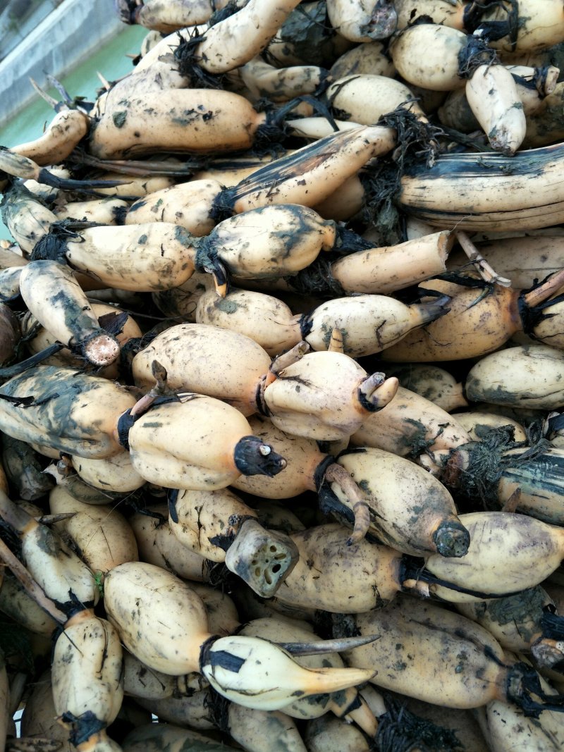白连藕连藕100亩，大量有货，需要老板请联系，