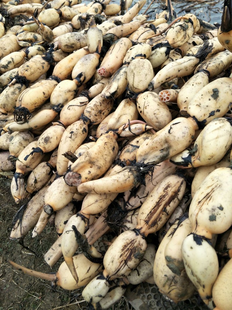 南斯拉夫连藕100亩，己大量上市需要老板抓紧联系。