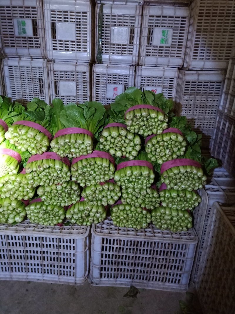 【小白菜】河北小白菜大量上市颜色绿产地直发，质量有保证。