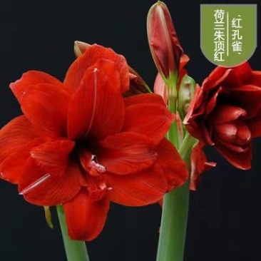 朱顶红盆栽基地直销颜色多