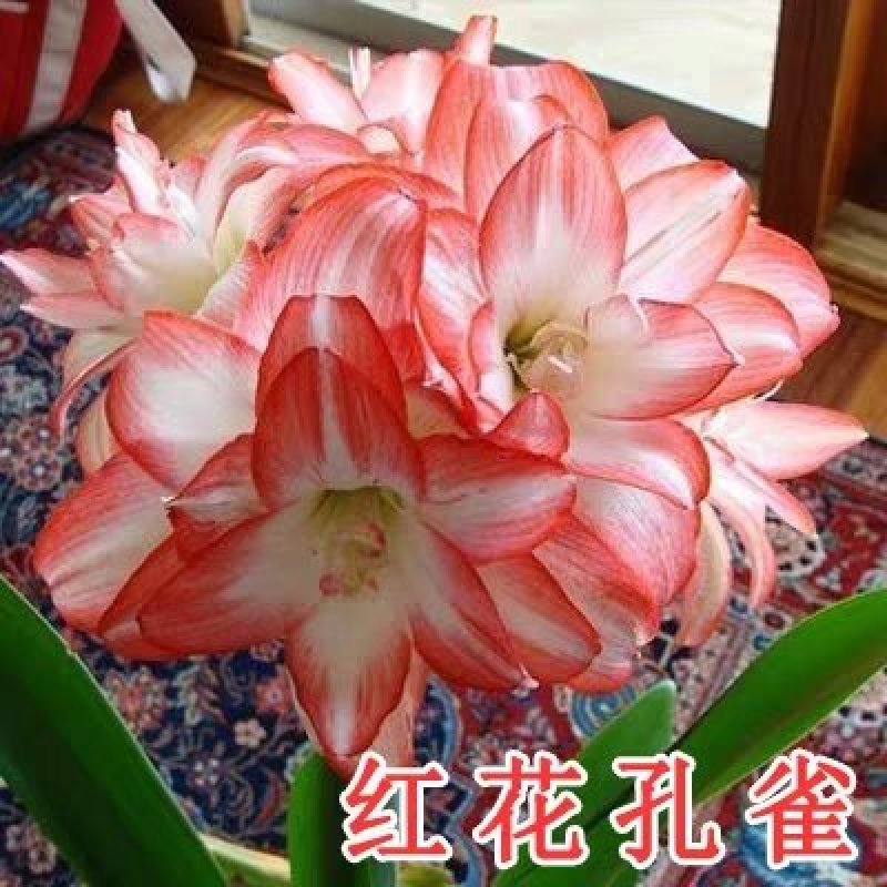 朱顶红盆栽基地直销颜色多