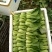 油菜快菜快来哦