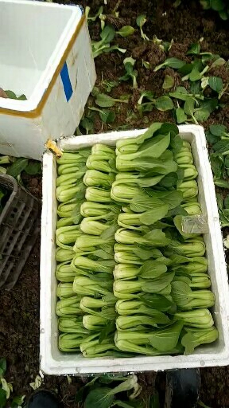油菜快菜快来哦