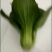 油菜快菜快来哦