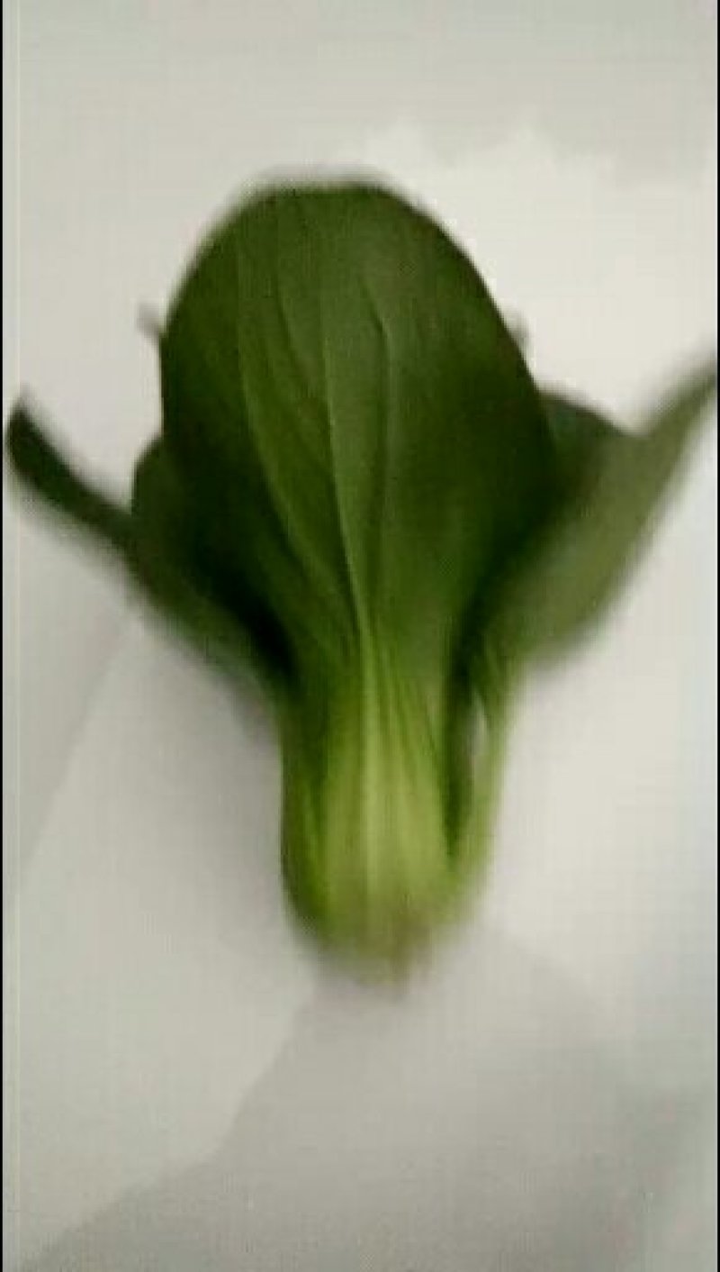 油菜快菜快来哦