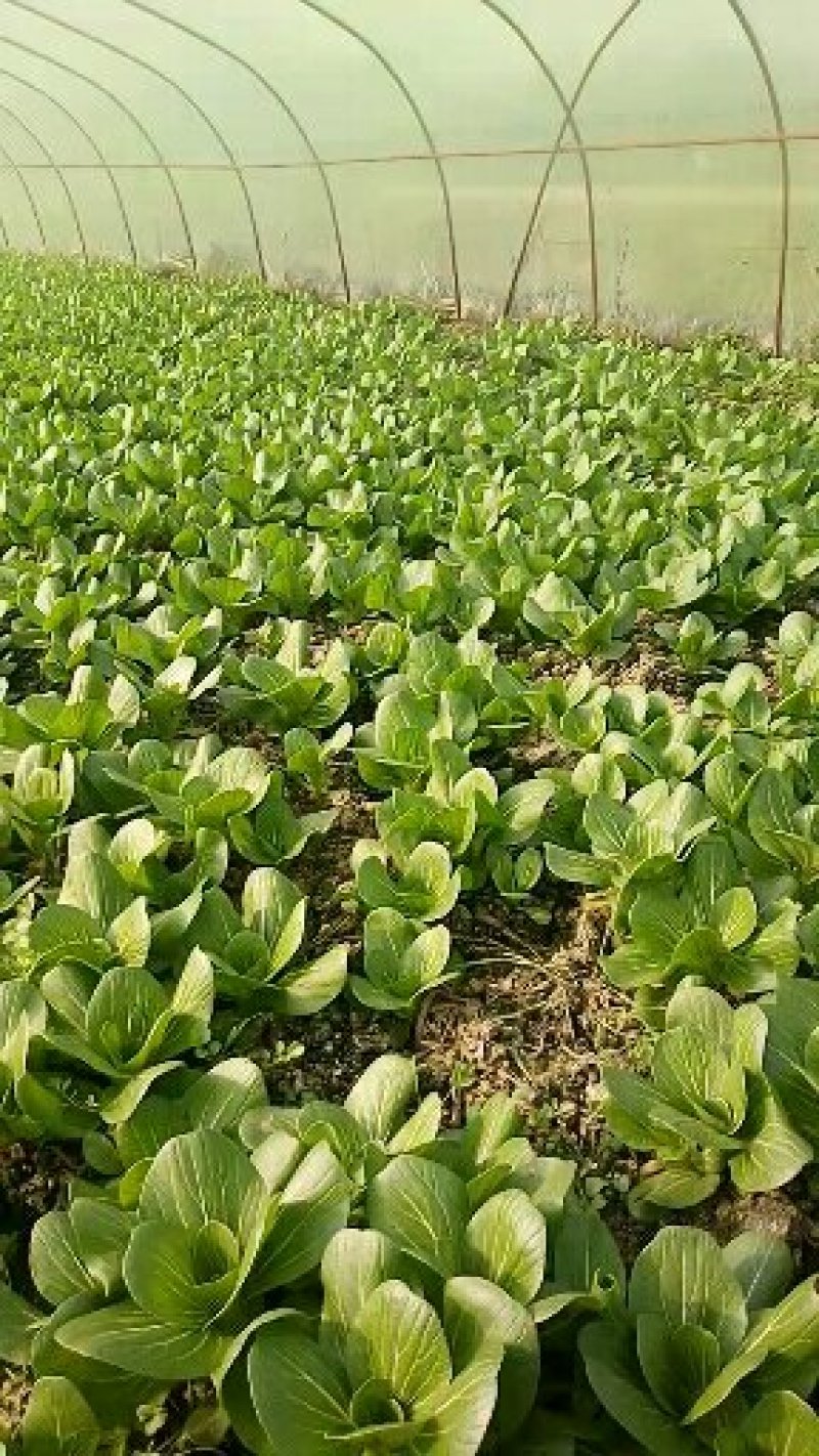 油菜快菜快来哦