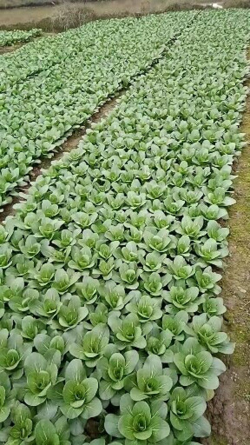 油菜快菜快来哦