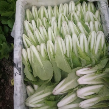 油菜快菜快来哦