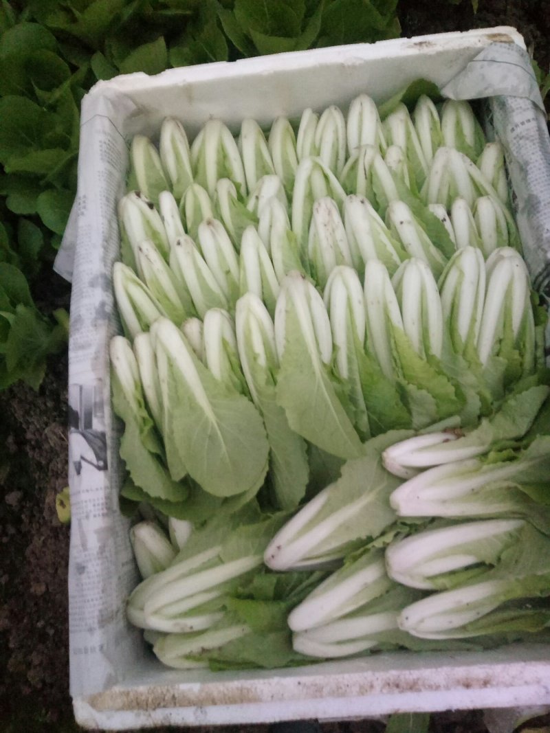 油菜快菜快来哦