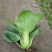 油菜快菜快来哦