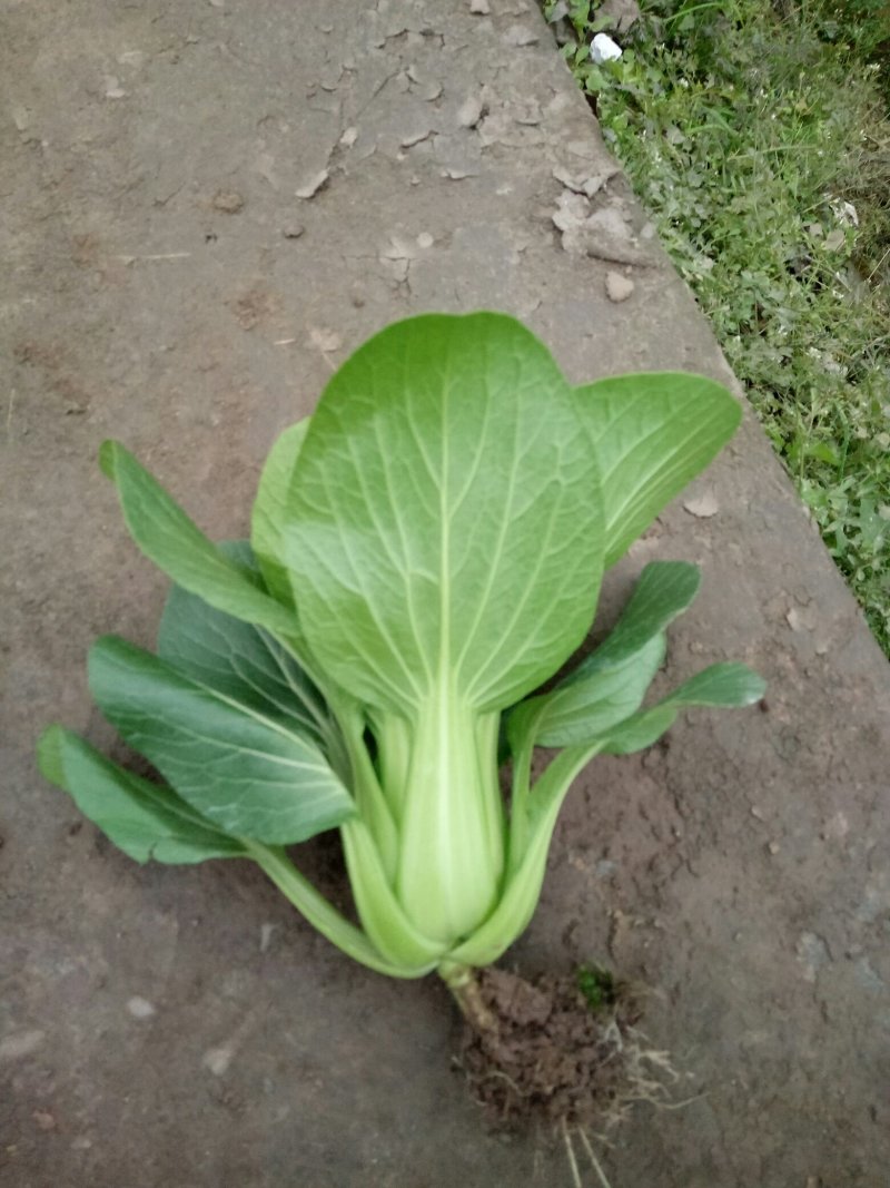 油菜快菜快来哦