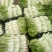 油菜快菜快来哦