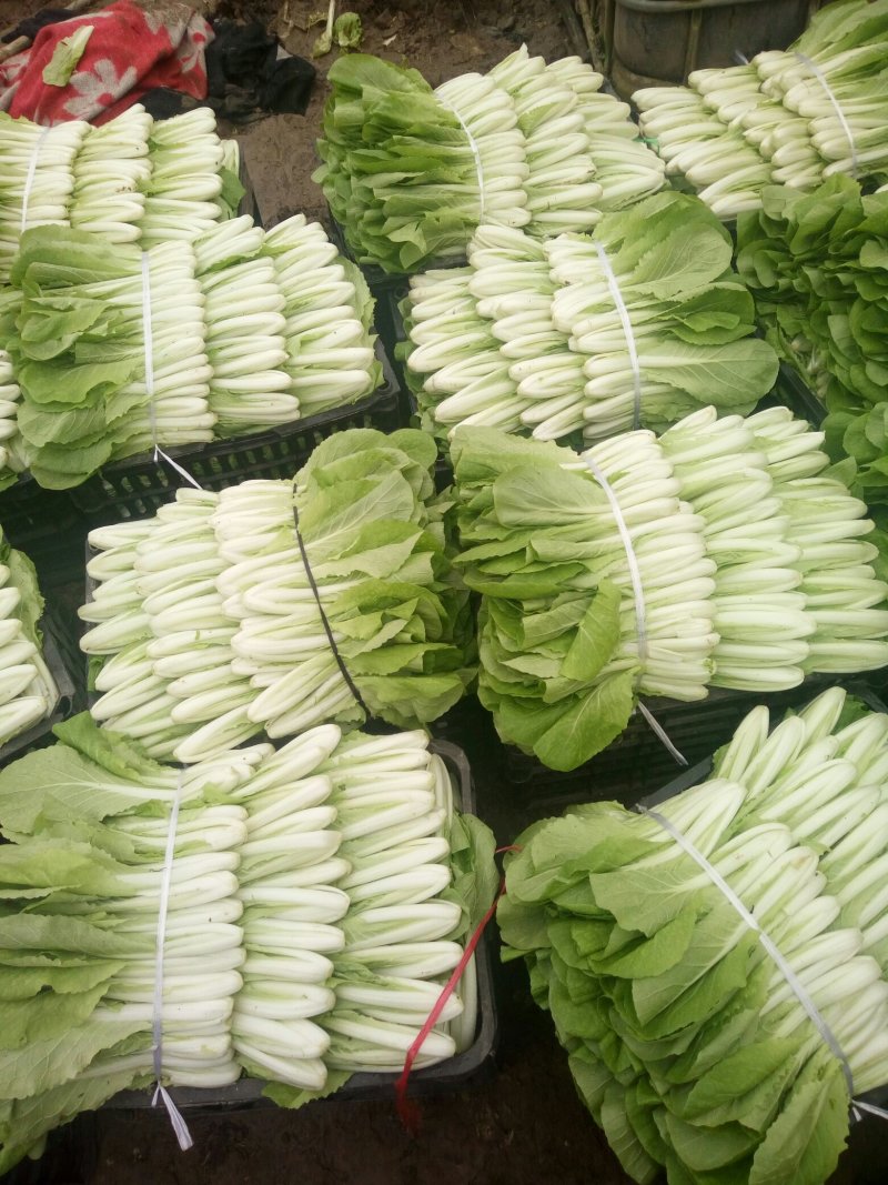 油菜快菜快来哦