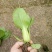 油菜快菜快来哦