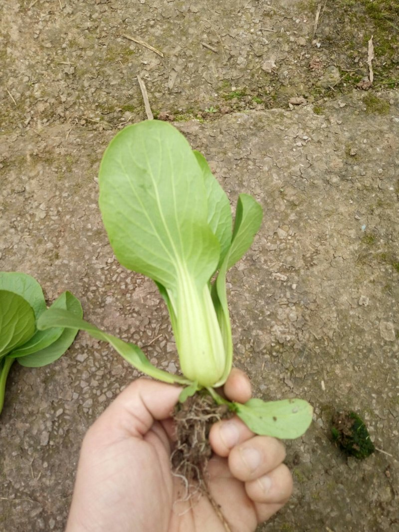 油菜快菜快来哦