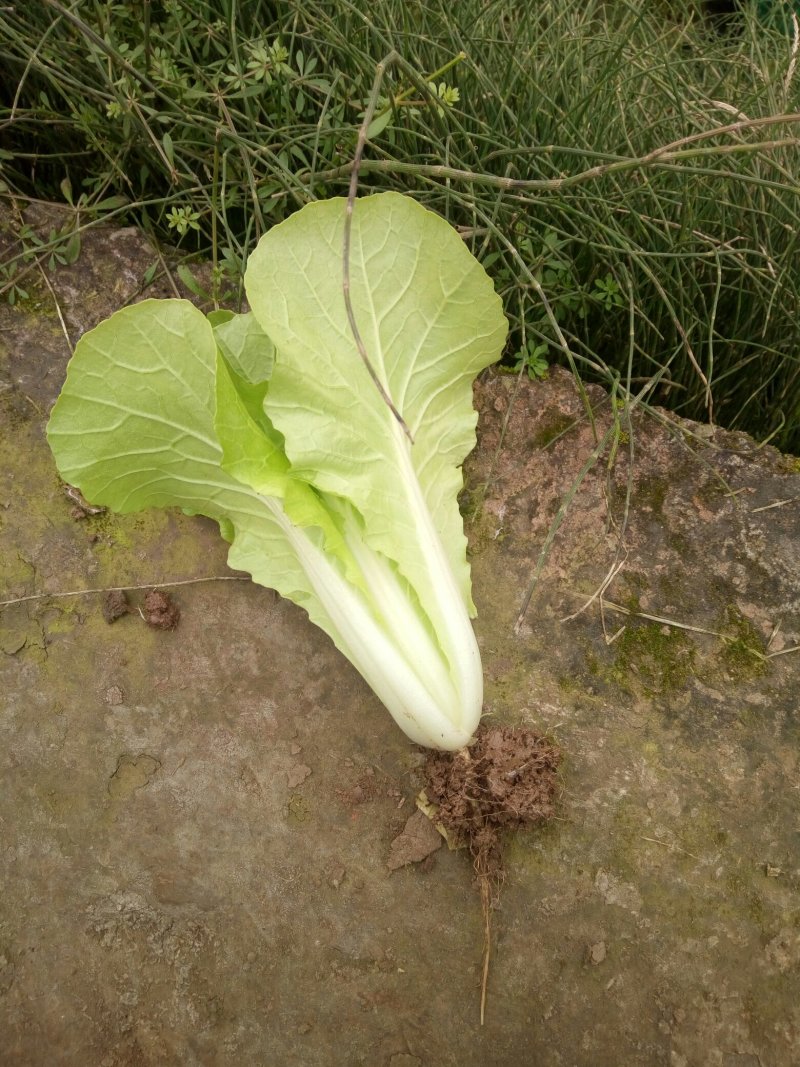 油菜快菜快来哦
