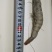 盐冻虾，冰冻虾，50-60,40-50,30-40