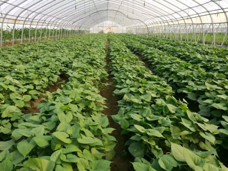 红薯苗脱毒红薯苗，优质红薯苗