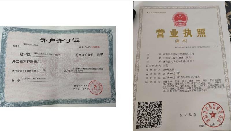 朴树苗朴树小苗包邮可视频看货选货一亩田线上交易下单购买