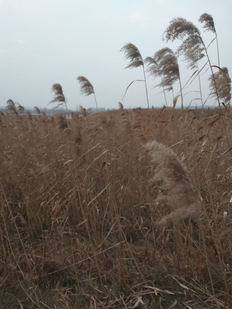 芦苇壮苗各种规格100000000