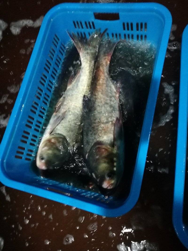 大花鲢，白鲢，大鲫鱼