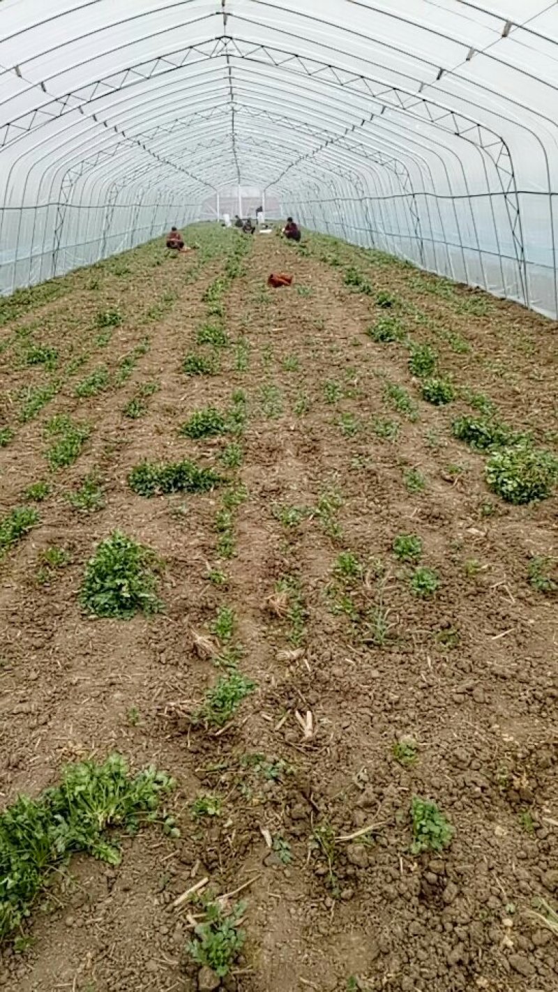 香菜