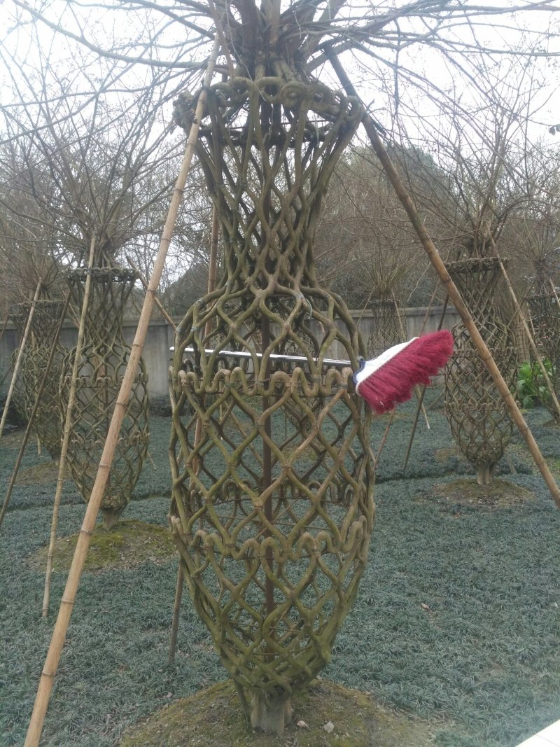 紫荆花瓶