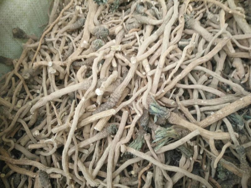 板蓝根全干货，高含量净货产地直销