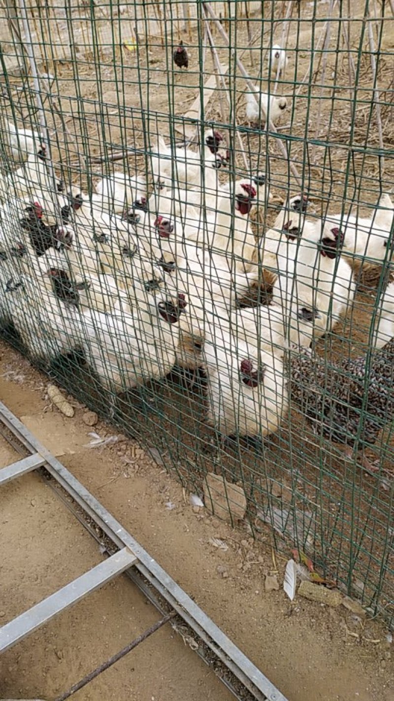 正宗散养果园乌鸡蛋。