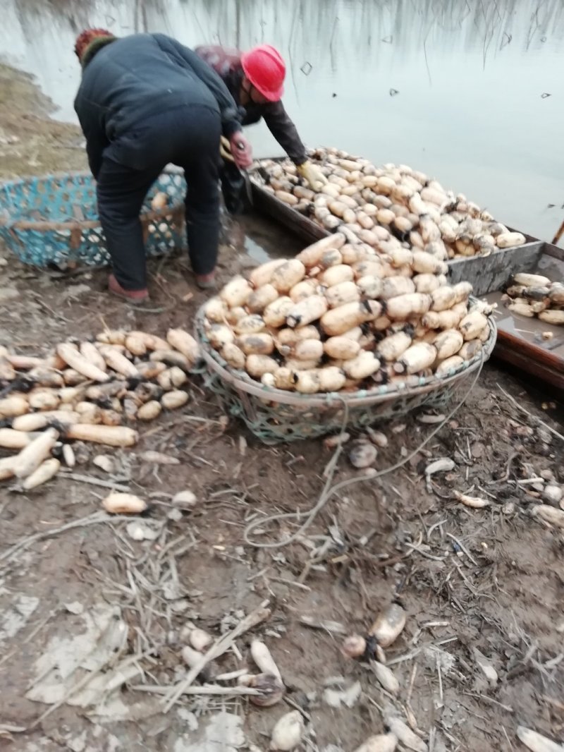 鄂莲五号