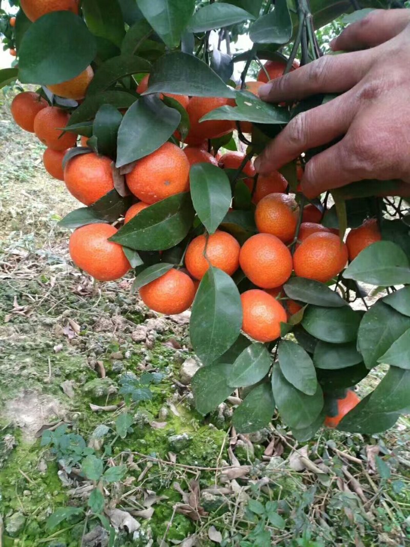 沙糖柑《精品》