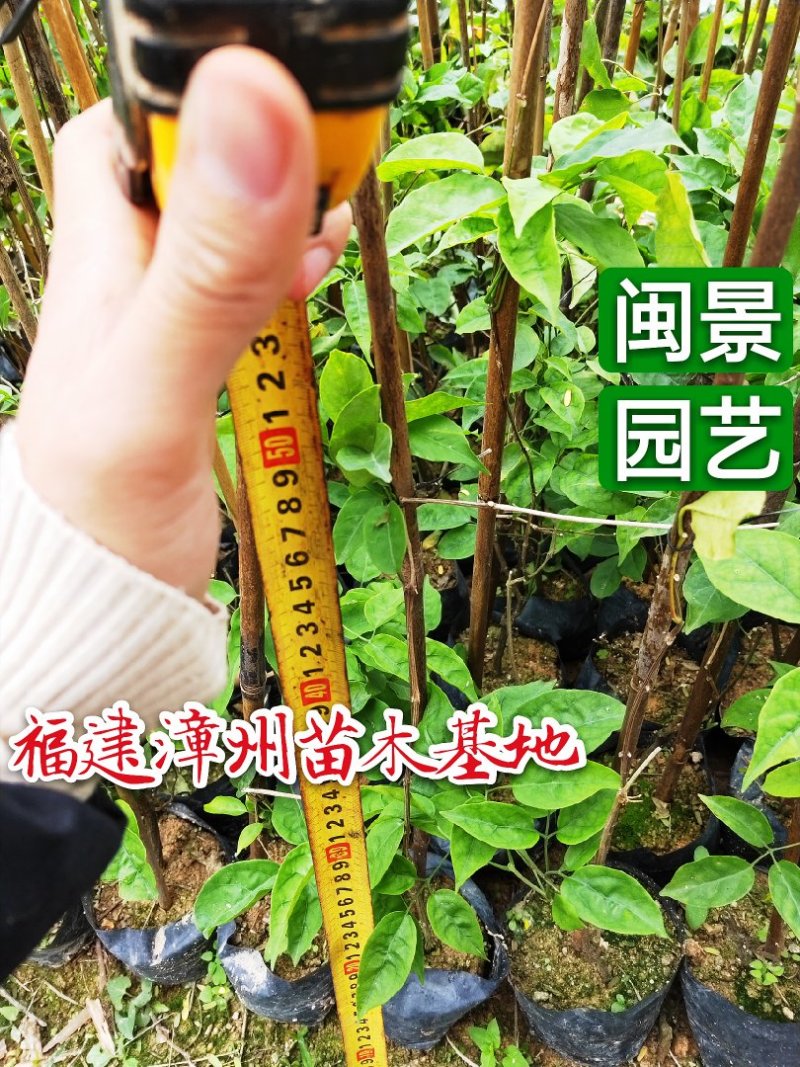 炮仗花高40到1米左右高度福建漳州苗木种植基地