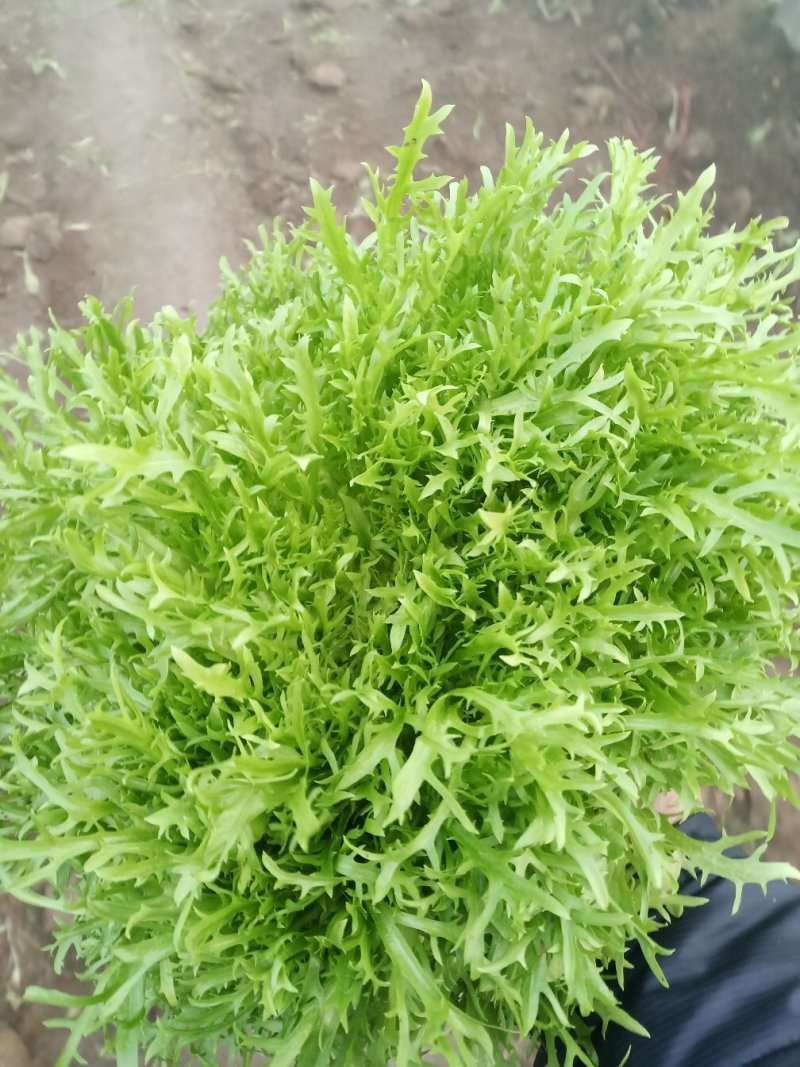 苦菊3-7两