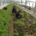 苦菊3-7两