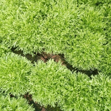 苦菊3-7两