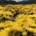 【金丝皇菊】2025黄山菊花茶货源稳定产地一手直发
