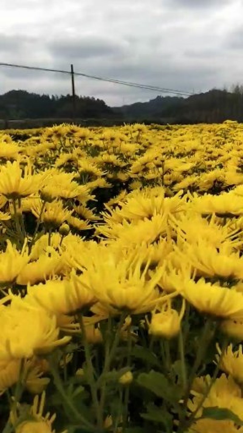 【金丝皇菊】2025黄山菊花茶货源稳定产地一手直发